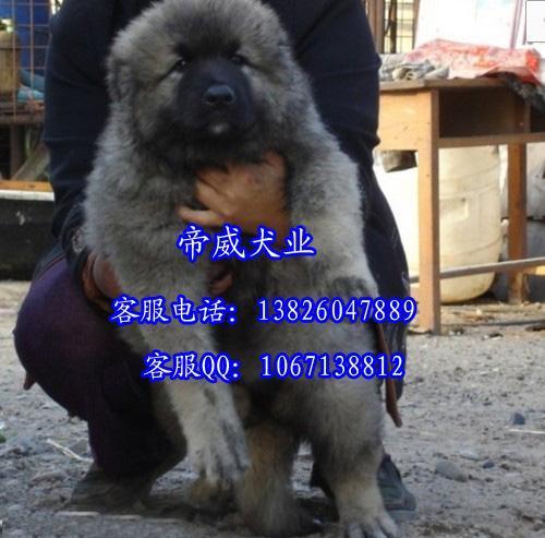 广州增城哪里有狗场 增城在哪里有高加索小狗买