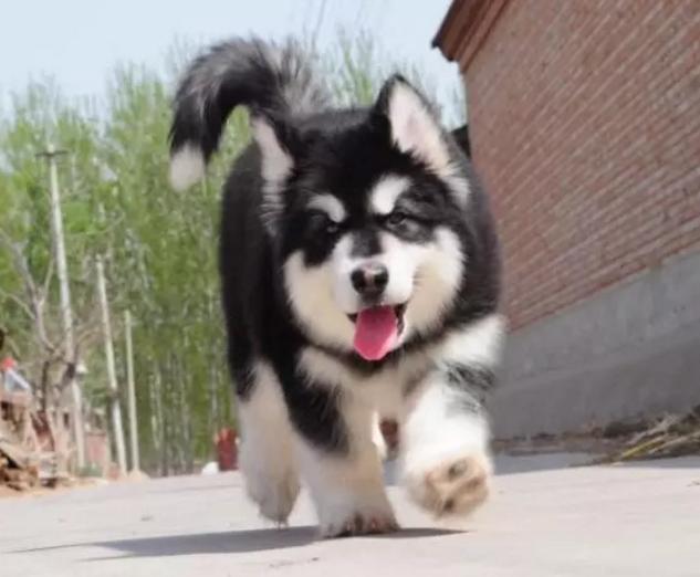 北京本地出售阿拉斯加犬 纯种阿拉斯加 保健康