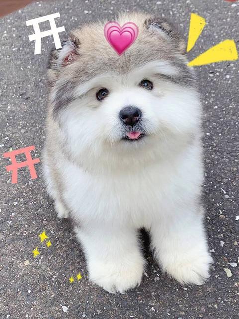 北京阿拉斯加幼犬纯种阿拉斯加双血统犬多少钱一只