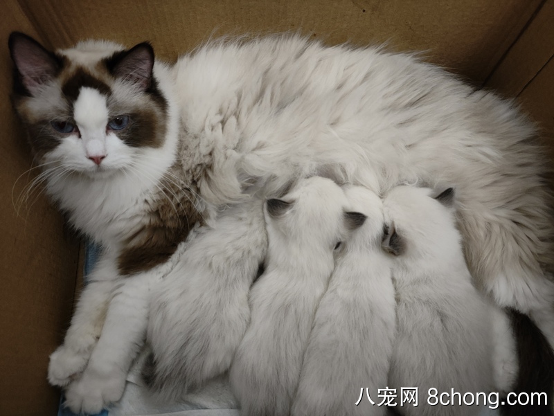 布偶猫幼崽