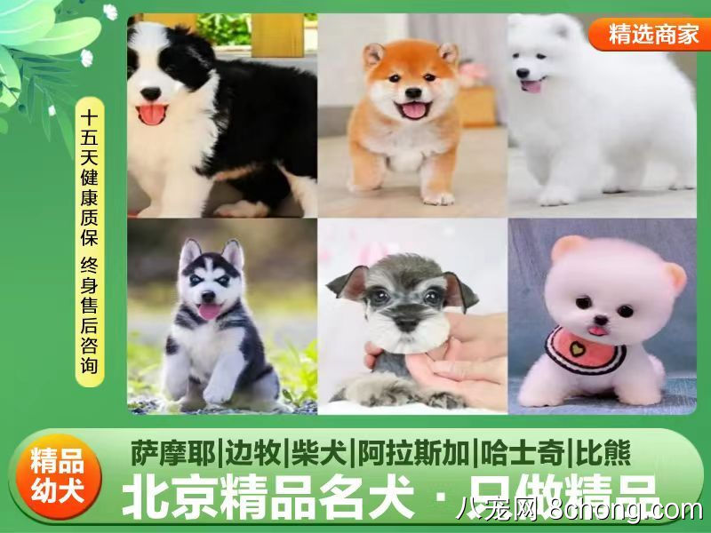 北京哪里买狗靠谱 正规犬舍推荐各品种高品质名犬优惠出售中 
