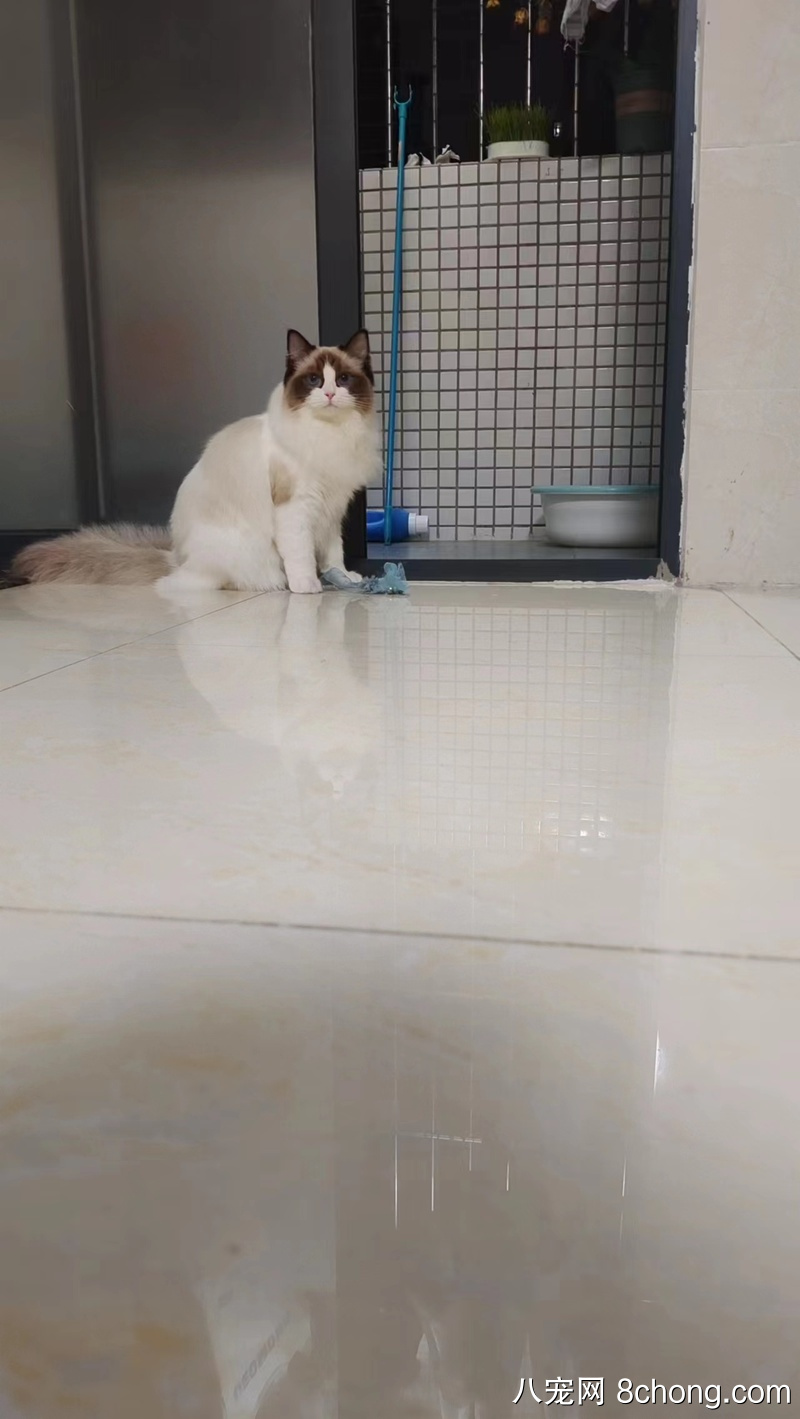 海双布偶妹妹，完美开脸
