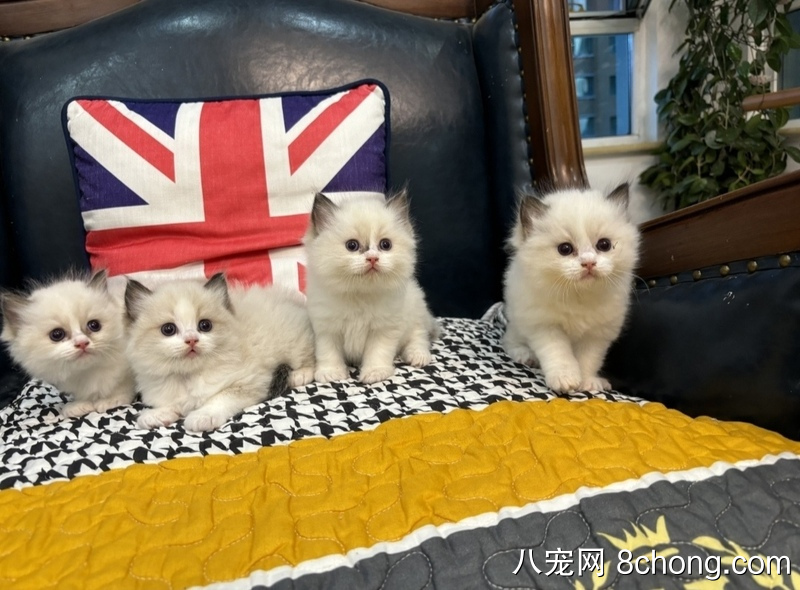 家庭繁育布偶猫幼猫出售