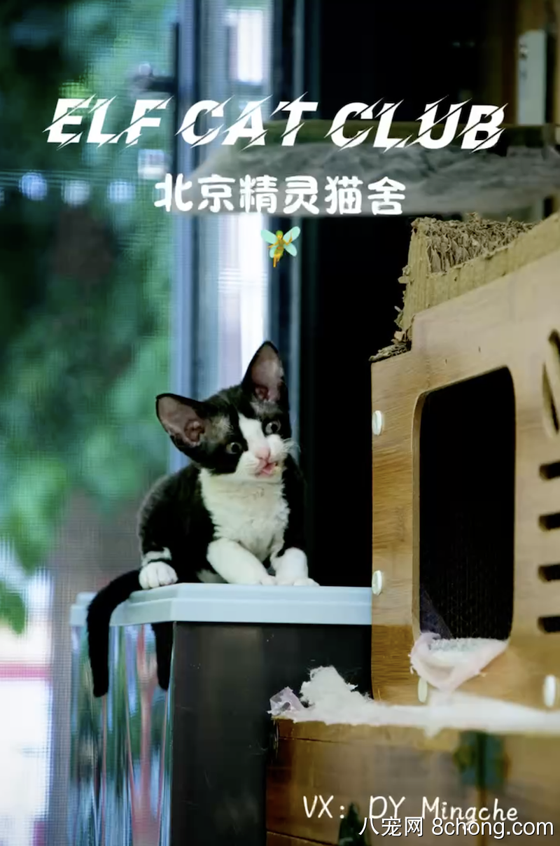 出售自家猫舍德文卷毛猫宝宝