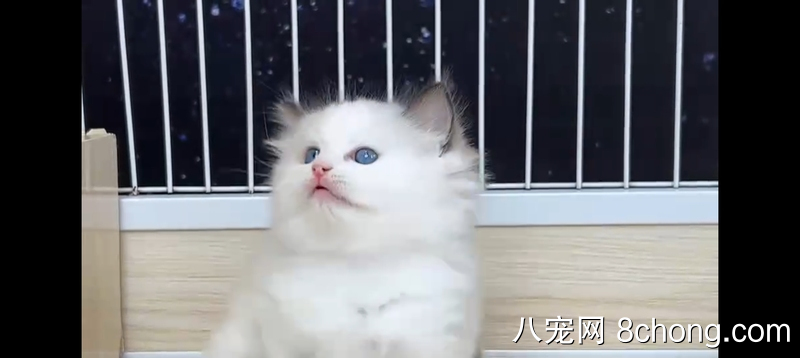 布偶猫