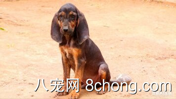 普罗特