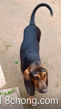 嗅觉之王-寻血猎犬------驱虫疫苗齐全