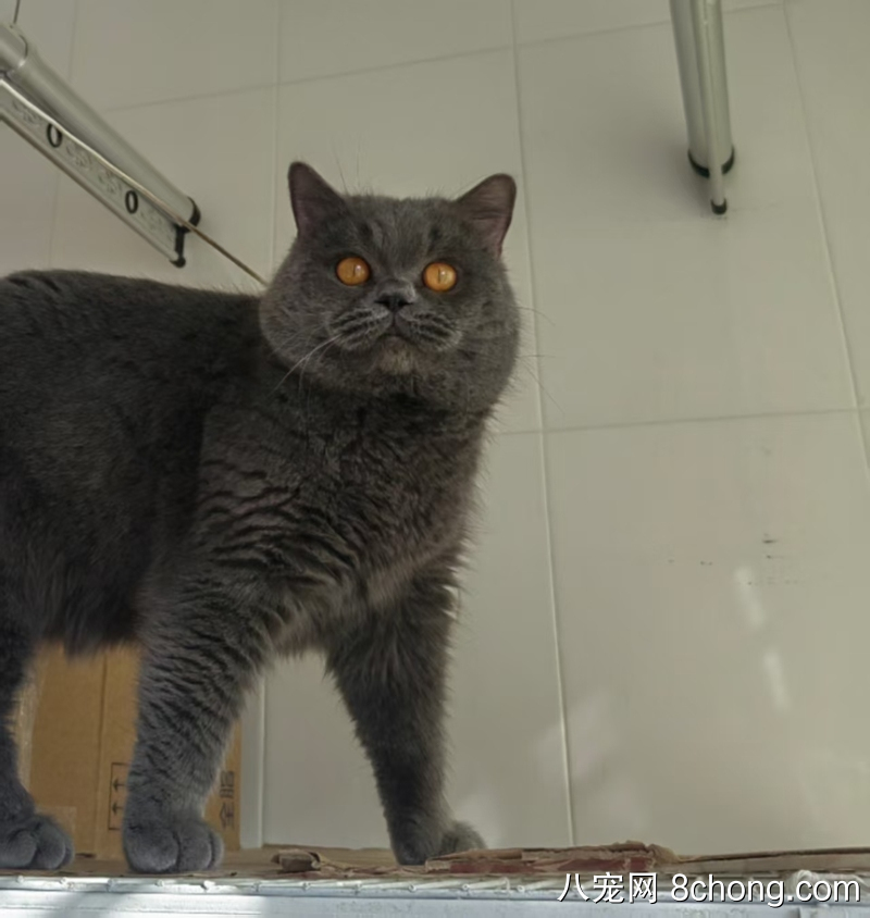 乖巧蓝猫