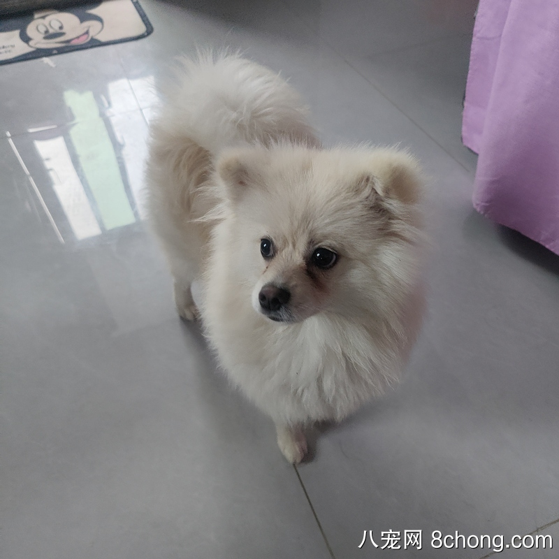 自己养的博美犬出售