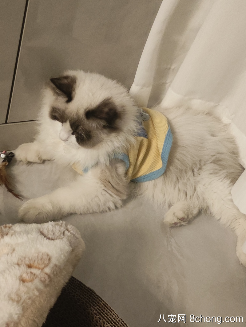 布偶猫弟弟