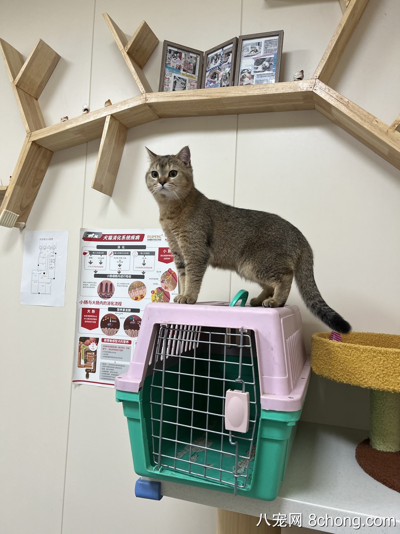 转让宠物猫