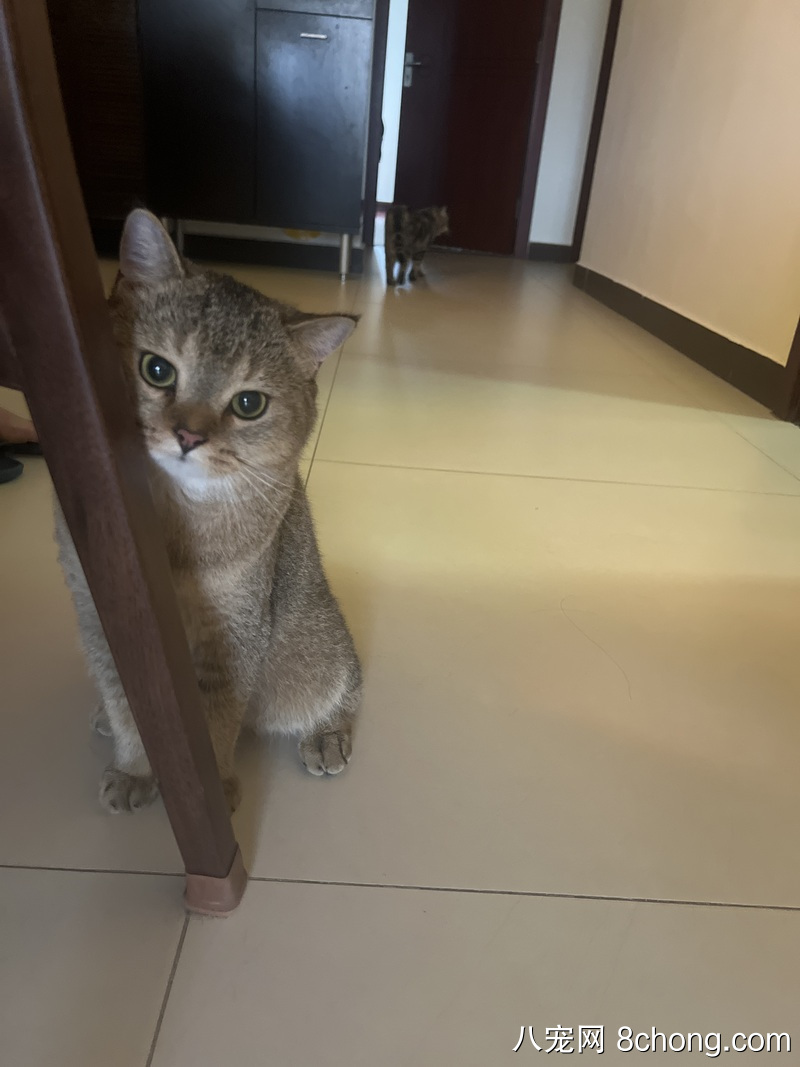 转让宠物猫