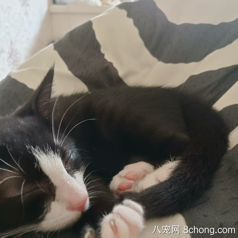 奶牛猫五粉