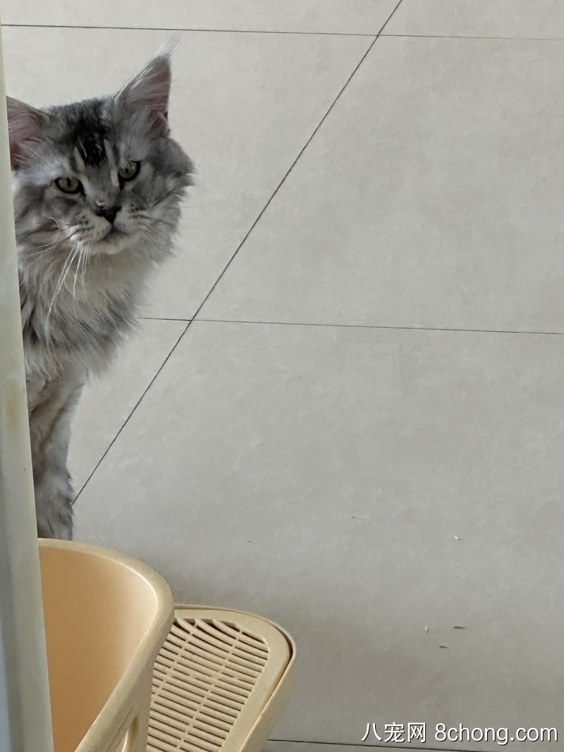 自己的缅因猫