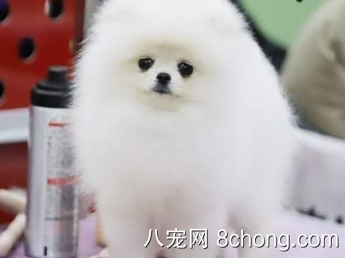 茶杯博美犬幼犬狗狗纯种长不大袖珍犬