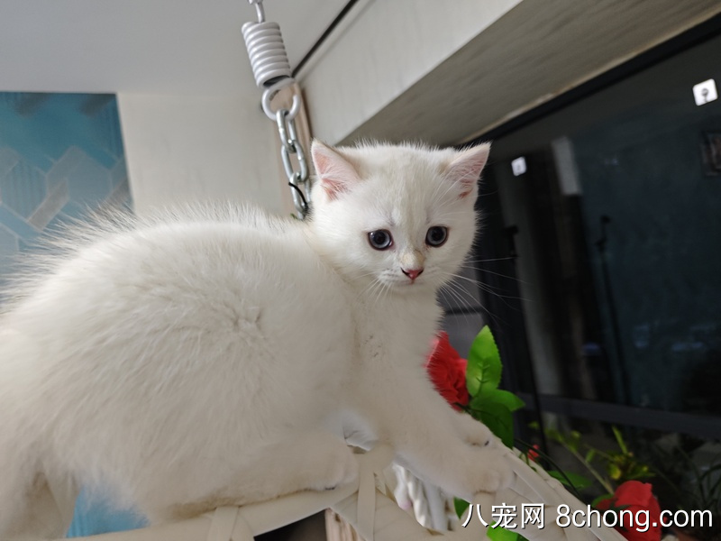 自家养两个月金渐层金点