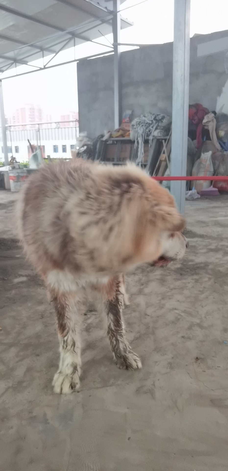 阿拉斯加