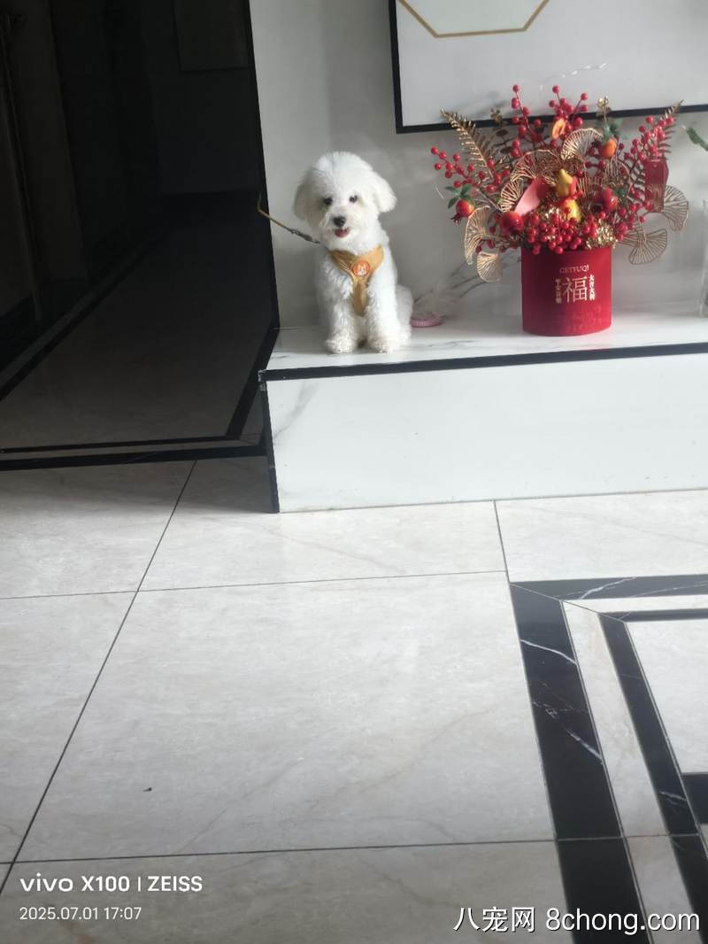 八个月比熊，乖巧听话不随地大小便，毛茸茸的很可爱，由于没有时间养，现在出售，买来2千现在便宜出售