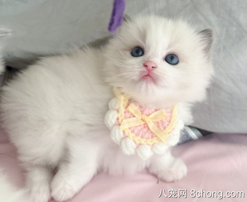 蓝双布偶猫