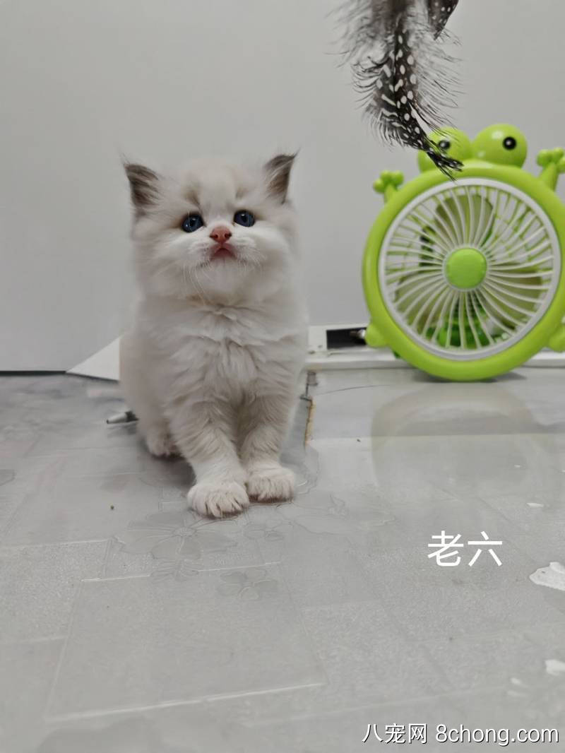 布偶猫幼崽