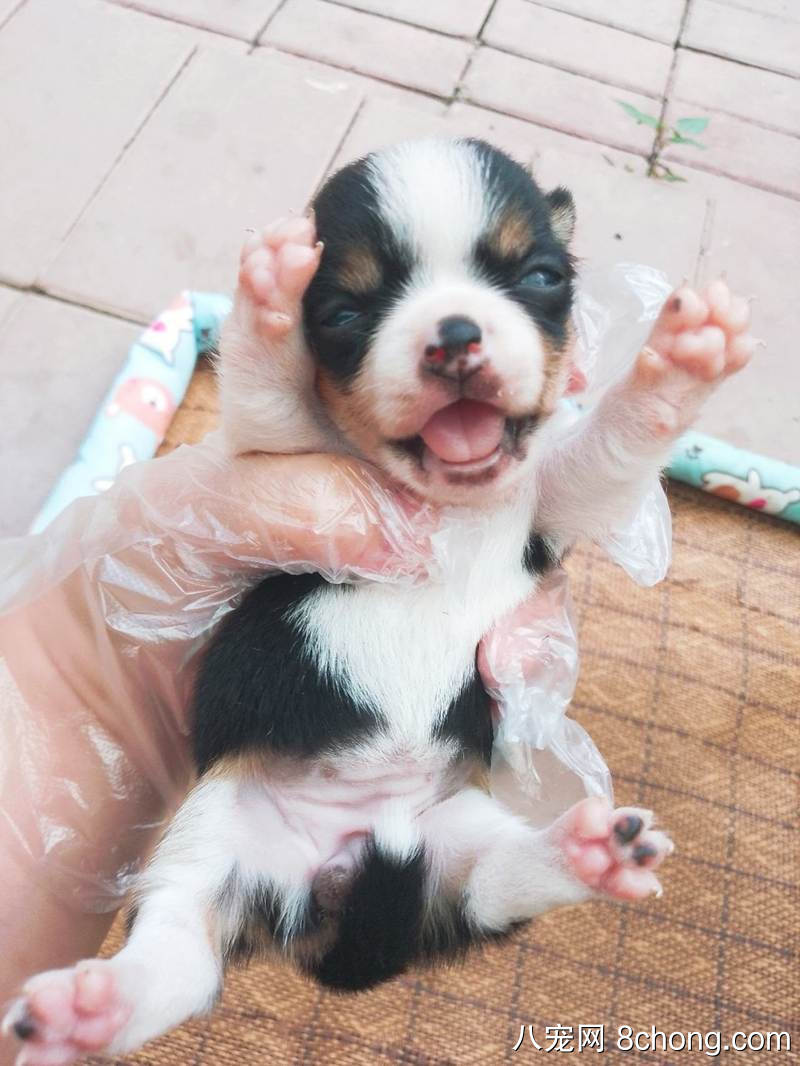 吉娃娃幼犬